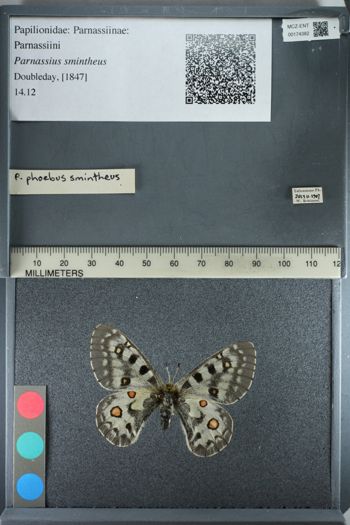 Media type: image;   Entomology 174382